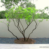 zen-minimal-landscape-tree-gravel.jpg