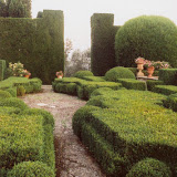 59boxwoods.jpg