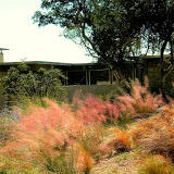 modern-midcentury-xeric-sustainable-frontyard-m.jpg