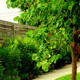 modern-circle-ranch-atomic-garden.jpg