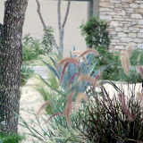 frontyard-xeric-landscape-sustainable-grasses.jpg